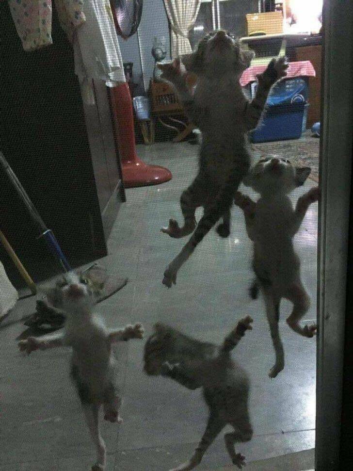 Pets Who Seem To Have Lost Their Way