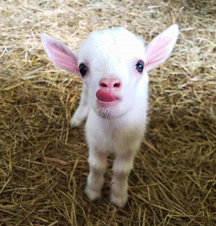The Most Heart-Melting Baby Animals Online