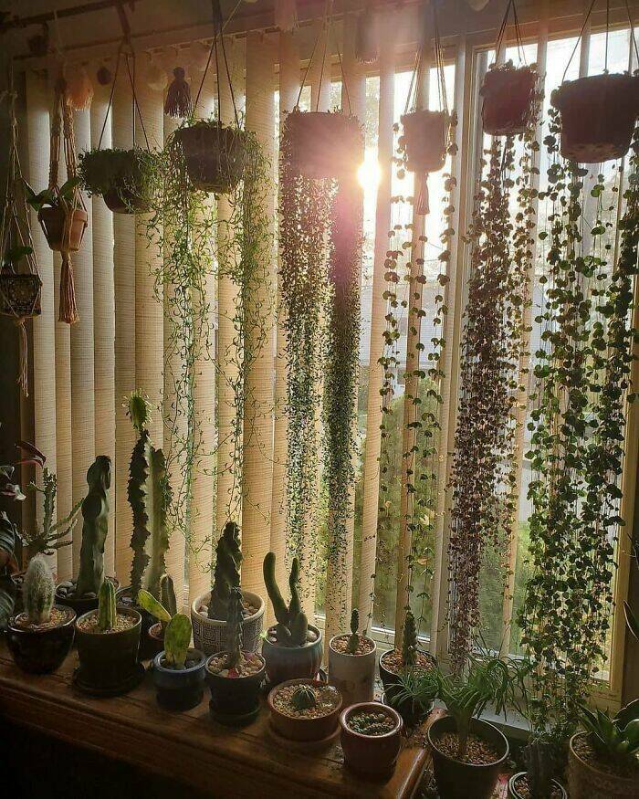 Sharing The Best Posts For Plant Enthusiasts