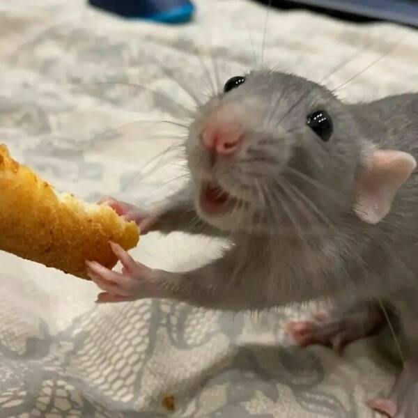 A Gallery Of Charming Pet Rats