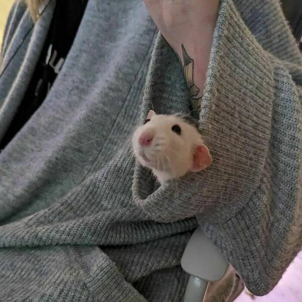 A Gallery Of Charming Pet Rats