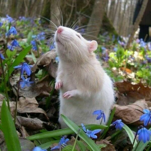 A Gallery Of Charming Pet Rats