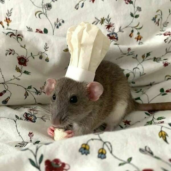 A Gallery Of Charming Pet Rats