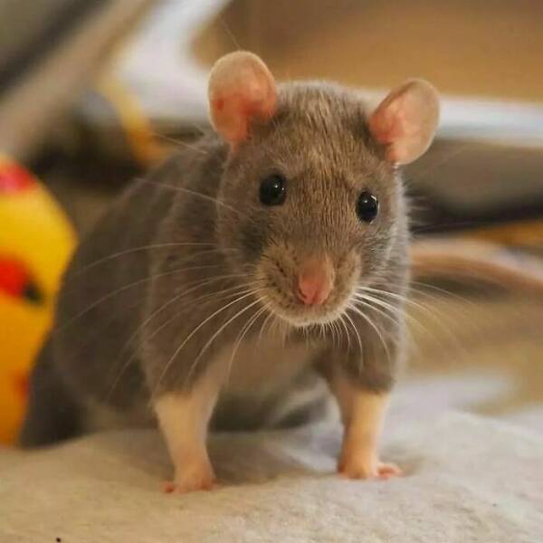 A Gallery Of Charming Pet Rats