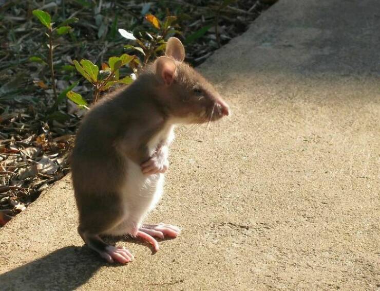 A Gallery Of Charming Pet Rats