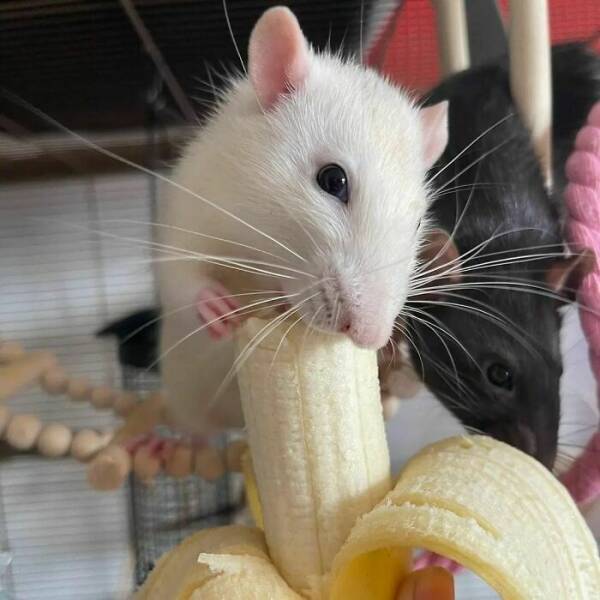 A Gallery Of Charming Pet Rats