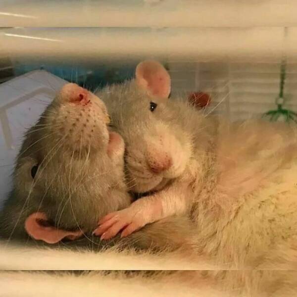 A Gallery Of Charming Pet Rats