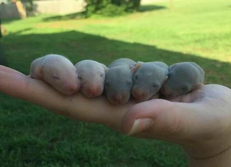 A Gallery Of Charming Pet Rats