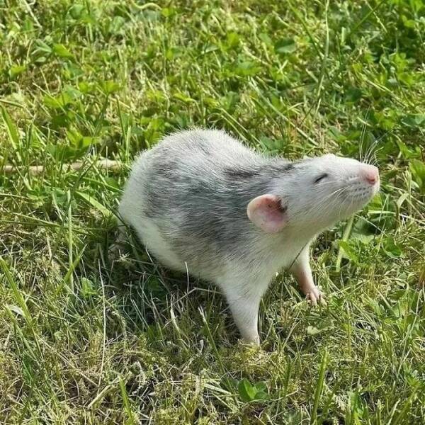 A Gallery Of Charming Pet Rats