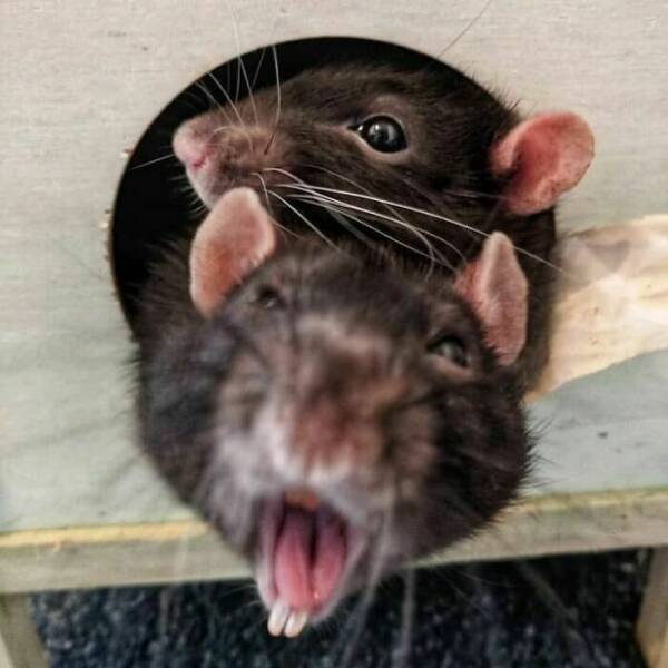 A Gallery Of Charming Pet Rats