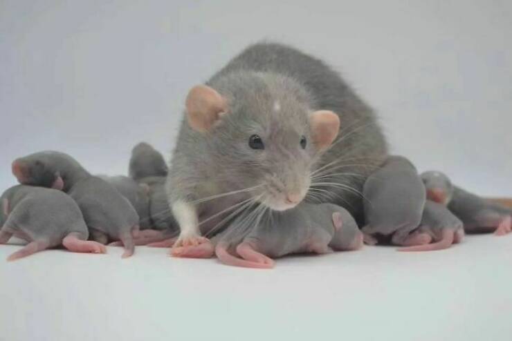 A Gallery Of Charming Pet Rats