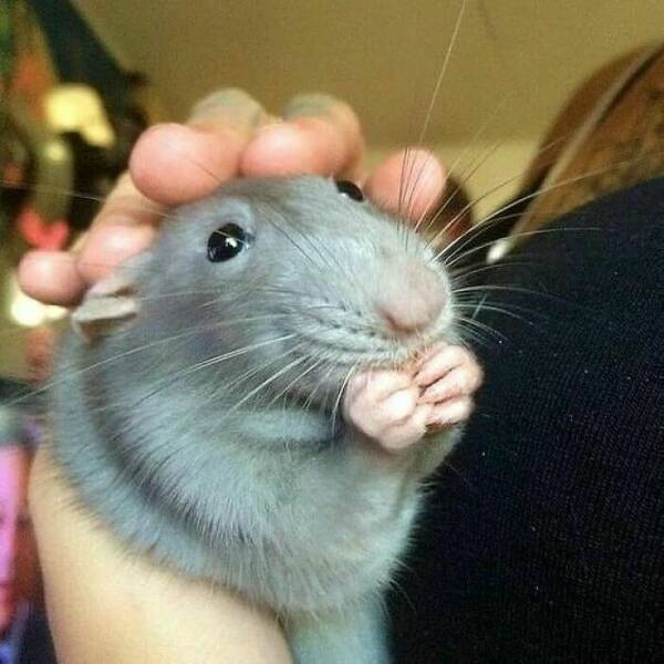 A Gallery Of Charming Pet Rats