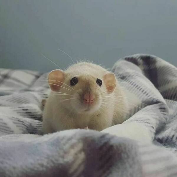 A Gallery Of Charming Pet Rats