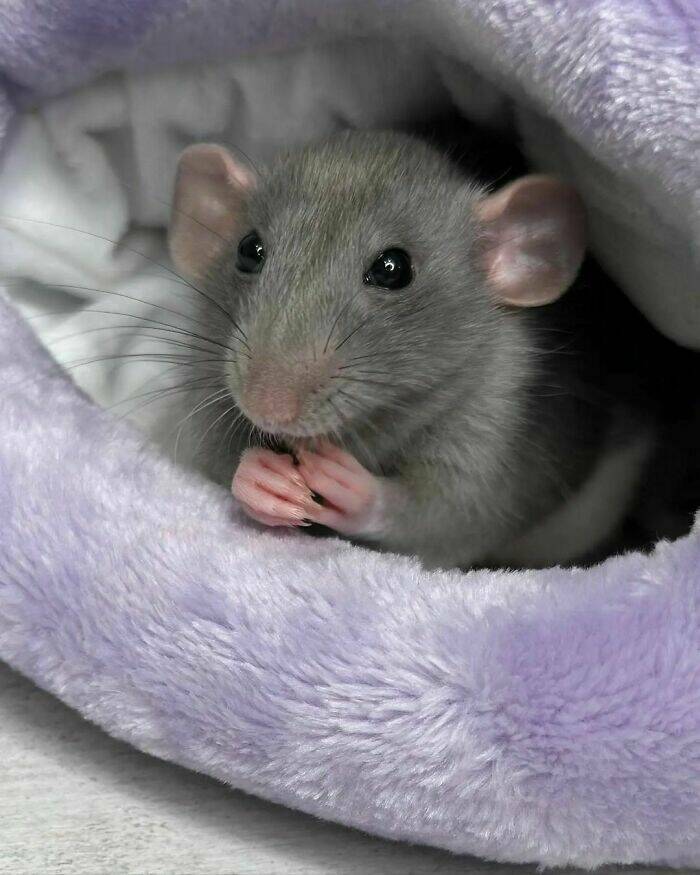 A Gallery Of Charming Pet Rats