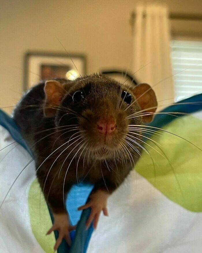 A Gallery Of Charming Pet Rats