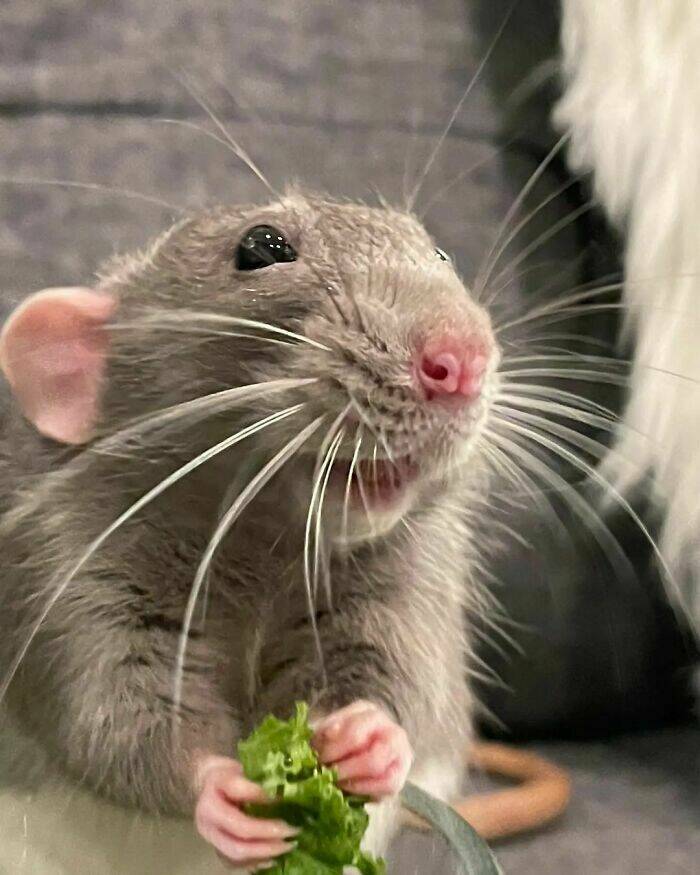 A Gallery Of Charming Pet Rats