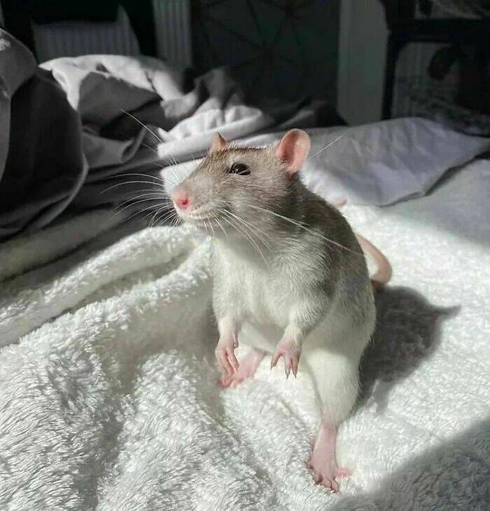 A Gallery Of Charming Pet Rats