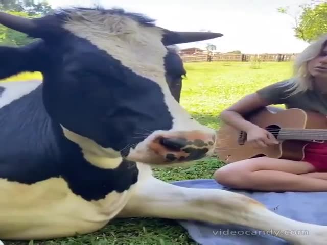 Cradle For Cow