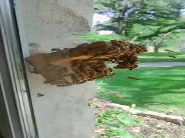 Bee Hive At Home