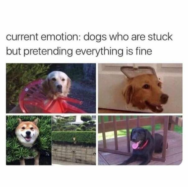 Dive Into Dog Memes