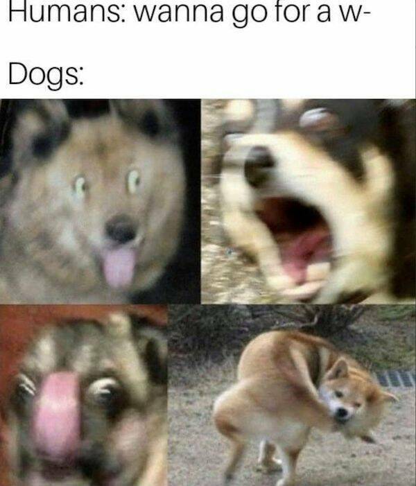 Dive Into Dog Memes