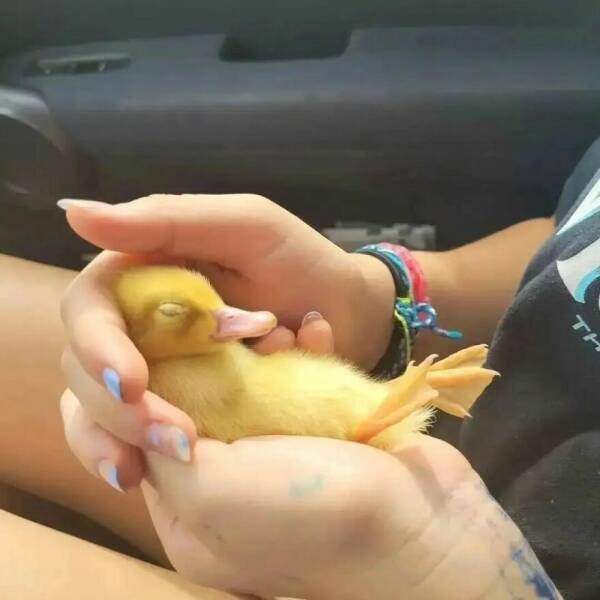 The Sweetest Duck Images You’ll Ever See