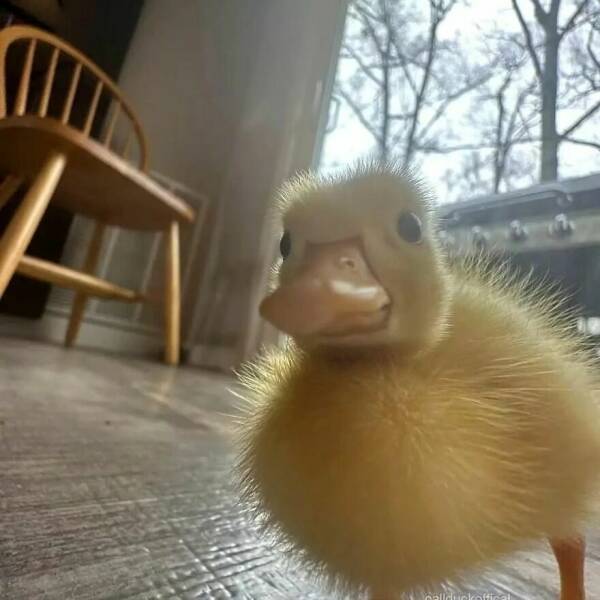 The Sweetest Duck Images You’ll Ever See