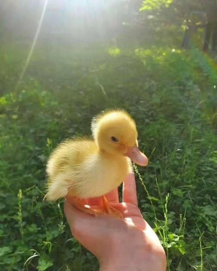 The Sweetest Duck Images You’ll Ever See