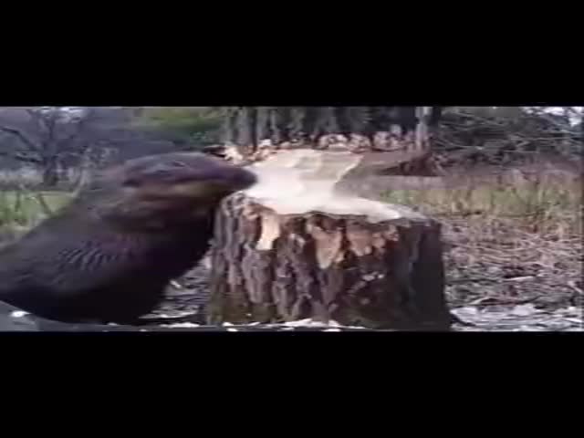 When A Beaver Cuts Down A Tree, He Listens Constantly