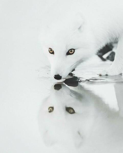 Stunning Animal Photos That Showcase Nature’s Beauty