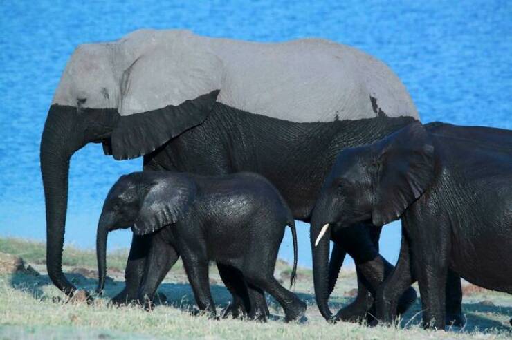 Stunning Animal Photos That Showcase Nature’s Beauty