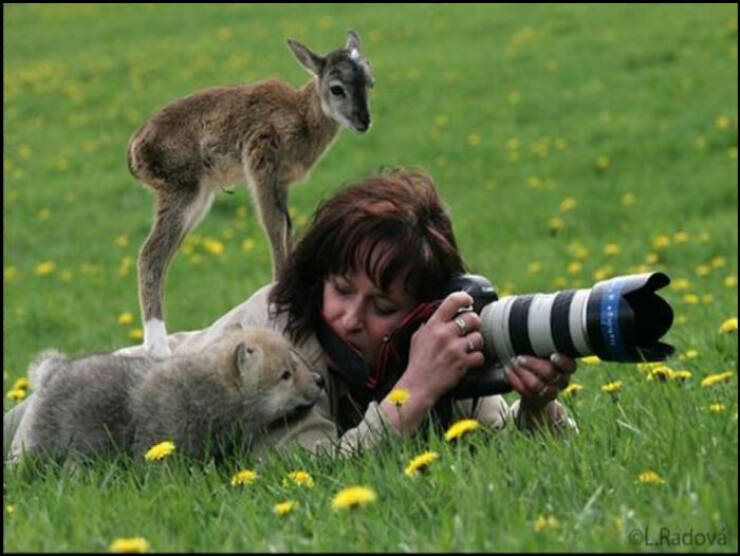 Stunning Animal Photos That Showcase Nature’s Beauty