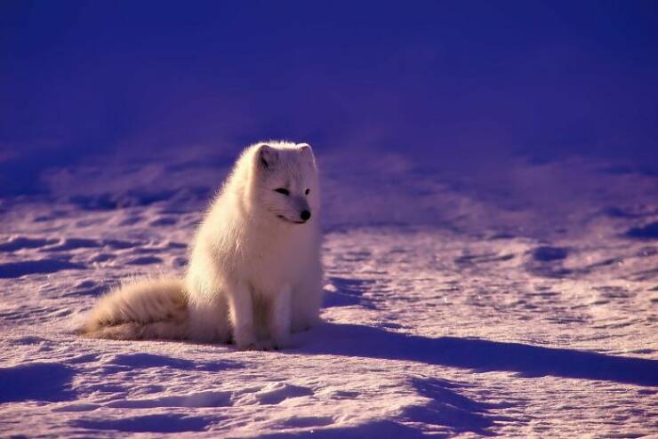 Stunning Animal Photos That Showcase Nature’s Beauty