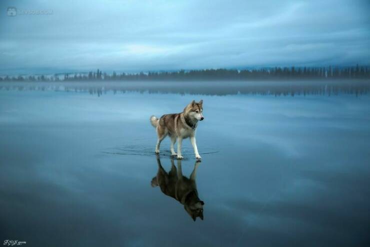 Stunning Animal Photos That Showcase Nature’s Beauty