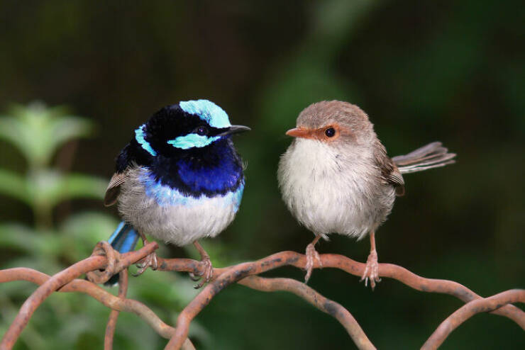 Stunning Animal Photos That Showcase Nature’s Beauty