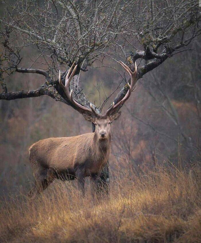 Stunning Animal Photos That Showcase Nature’s Beauty