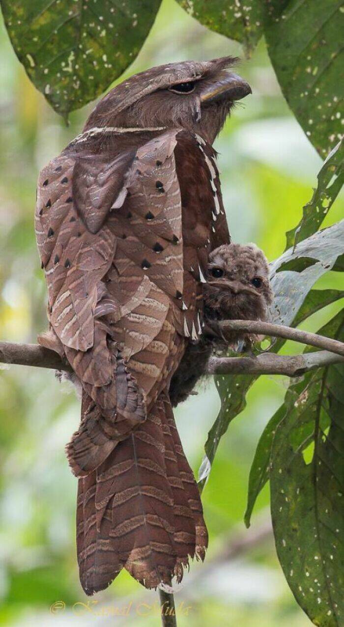 Stunning Animal Photos That Showcase Nature’s Beauty