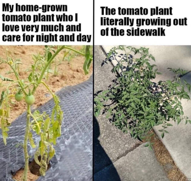 Blooming Good Memes For Gardening Enthusiasts