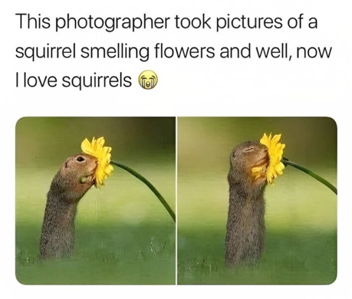 Blooming Good Memes For Gardening Enthusiasts