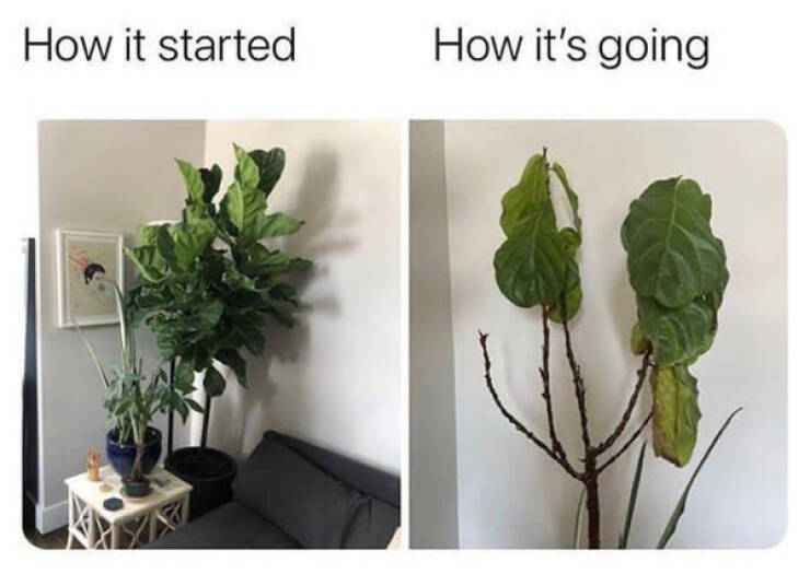 Blooming Good Memes For Gardening Enthusiasts