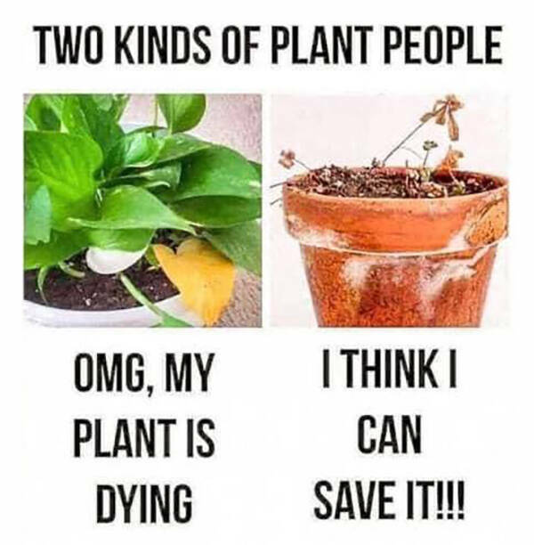 Blooming Good Memes For Gardening Enthusiasts