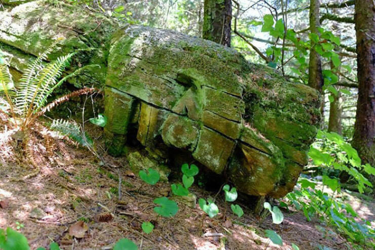 Unbelievable Discoveries Hidden In Forests