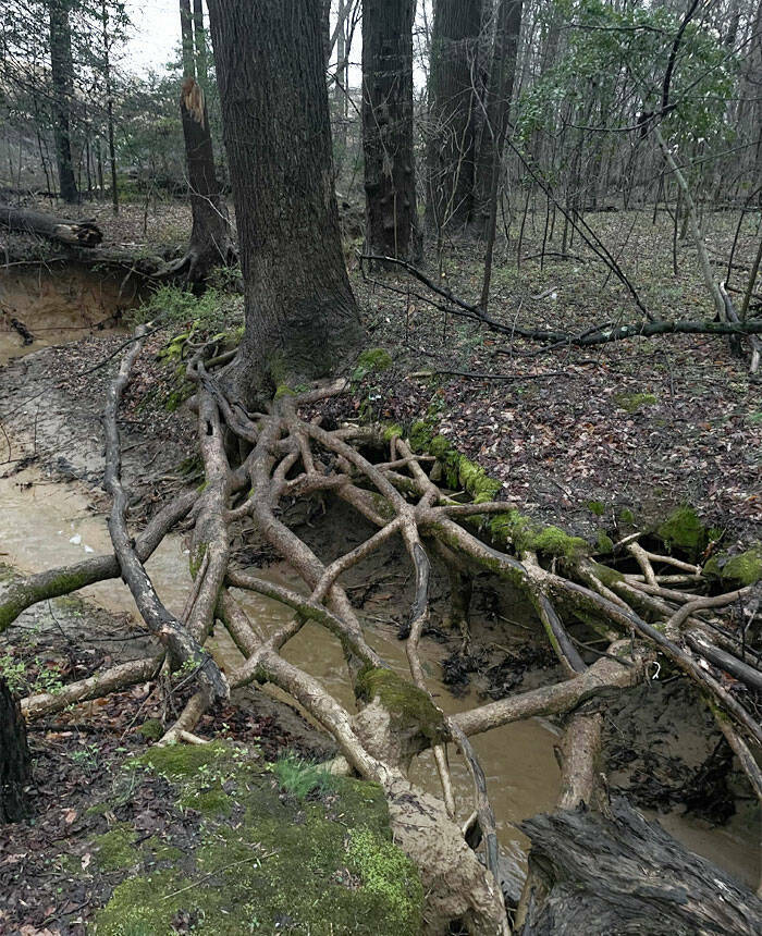 Unbelievable Discoveries Hidden In Forests