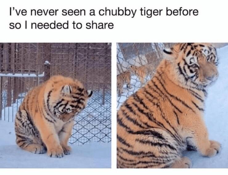Heartwarming Animal Memes To Brighten Your Day