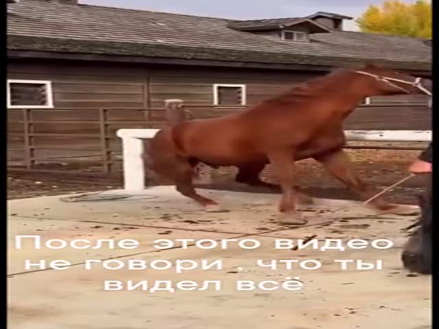 How To Shoe A Horse