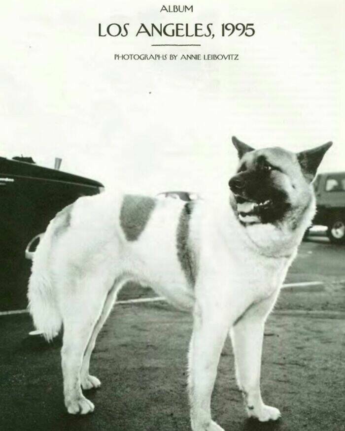 Heartwarming Dog Photos Through The Ages