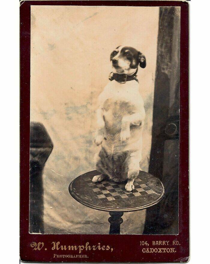 Heartwarming Dog Photos Through The Ages