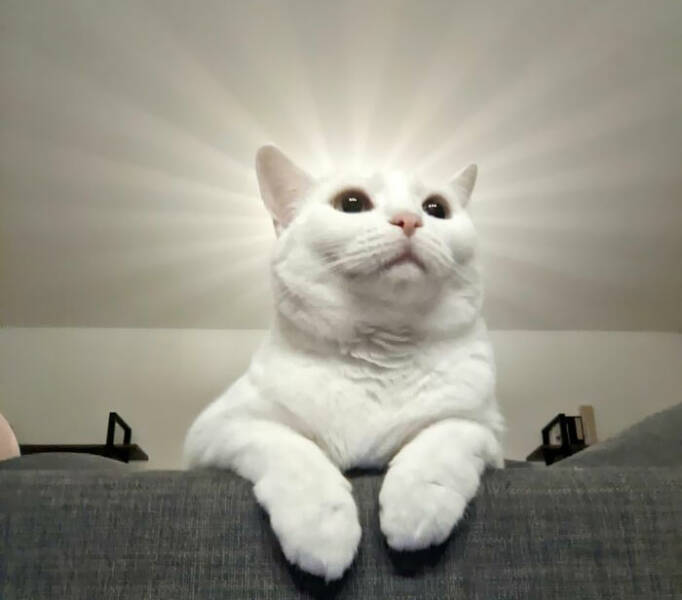 Cats Proving Theyre Heaven-Sent