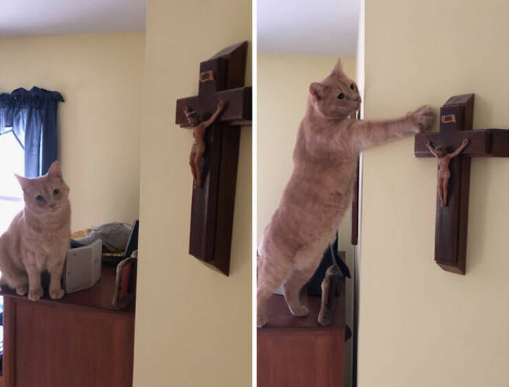 Cats Proving Theyre Heaven-Sent