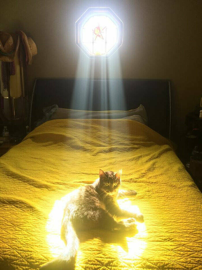 Cats Proving Theyre Heaven-Sent